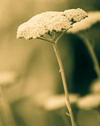 Yarrow stems dance in the breeze like ballerina skirts without the need of ballerinas.