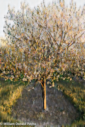 In spring Door County paints its rolling landscape in the cream shades of Montmorency cherries.