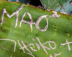 Even a cactus can be a surface for graffiti.