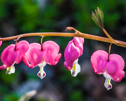A chorus of floral pink dances in the sunlight.