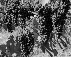 Heavy clusters of Chianti grapes defy gravity.