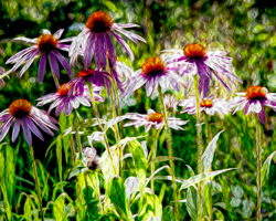 Echinacean dancers gather in a summer chorus line of color.