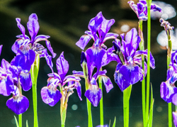 Sunlit chartreuse and purple accent the classic shape of bearded iris.