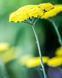 Like spinning plates on a stick golden yarrow mimics the juggler's art.