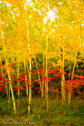 Sumac and birches team up with autumnal crimson and ochres, perfectly layered against the backdrop of a pale blue sky.