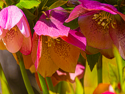The Simple Beauty of Floral Art