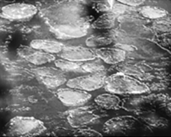The cold Lake Michigan waters smooth and round the edges of floating ice, creating wintry lily pads.