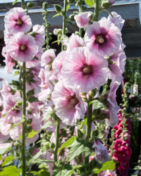 Summer party animals, the hollyhocks don their pink crinolines and prance in the sunlight.