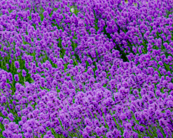 Up against the stark, grey stone of Leeds castle, an explosion of lavender angled by the winds begs for attention.