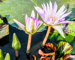 At the Memphis Botanical Garden water lily buds shoot through the surface like rockets, then explode with multicolored fireworks.