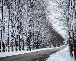 Flocked maples line this rural Wisconsin road.
