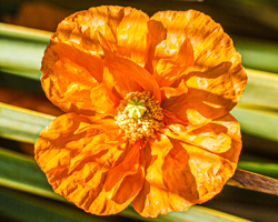 Marbled light falls across he face of an eon orange poppy.