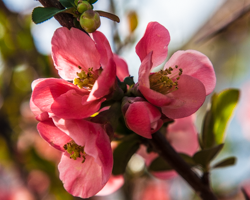 Graceful quince blossoms hug their stems.