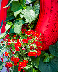 Crimson harmonizes the design of summer flowers and a worn tire.