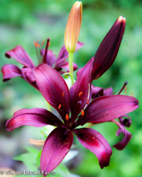 In the prime of summer these day lilies strut their colors, deep velvet magentas set against a stage of green.