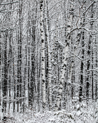A clump of birches adds its snowy bark to an already snowy winter scene.