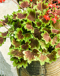 On the corner of a limestone wall a tidy pelargonium fans out its festive leaves in a synchronized dance.