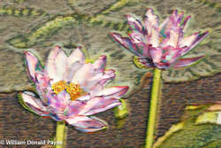 Lilies are the monarchs of a watery world where colorful blossoms explode like fireworks against an emerald sky.